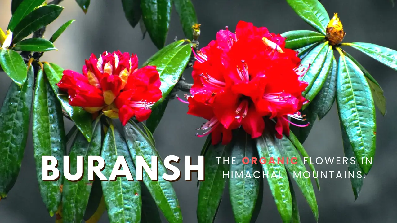 Buranshcsivy
